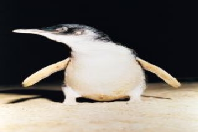 Phillip Island-V Phil 2.jpg